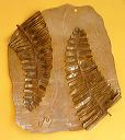 Stainless_Fern, Jason Mernick, Jageaux and Metal Art